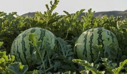 网红吃瓜哪里买